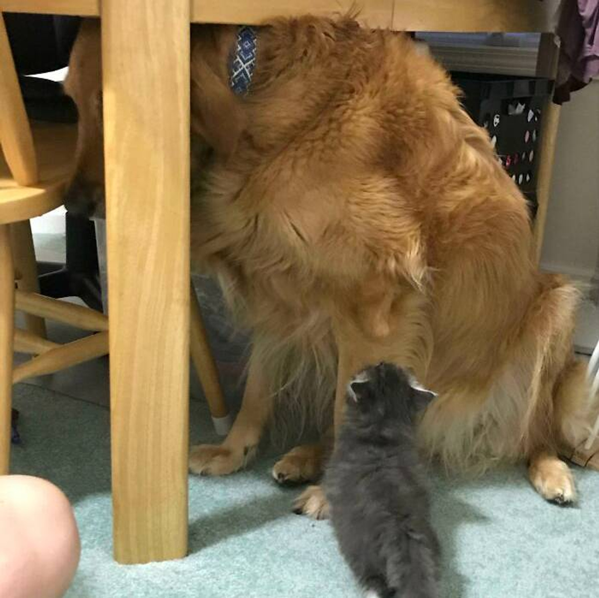 Фото © Reddit / idkbruhlifesucks