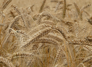 Россия одновременно вводит квоту на экспорт зерна и пошлину на пшеницу 