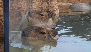 Посетитель зоопарка снял на память капибару, но отражение разоблачило зверька, сделав фото вирусным