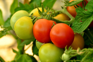 Россельхознадзор разрешил ввоз томатов с одного из предприятий Азербайджана 