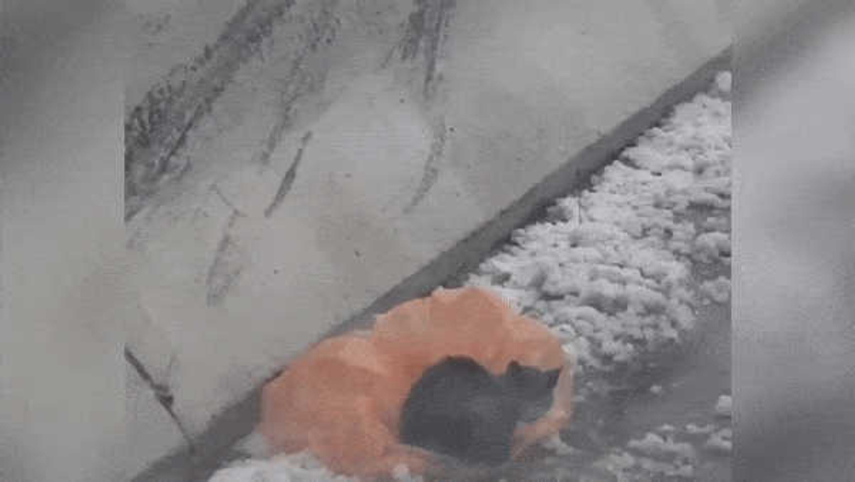 Замерзший сугроб. Замерзший кот в снегу.