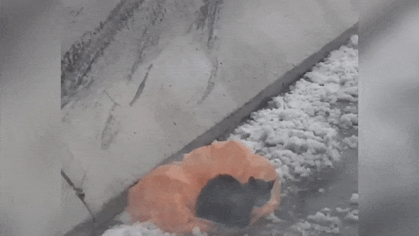 Девушка спасла котёнка, замерзавшего в снегу, и теперь его довольную мордочку просто не узнать