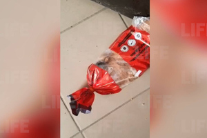 Житель Кубани выбирал в продуктовом магазине хлеб, когда заметил в упаковке объевшуюся мышь — видео