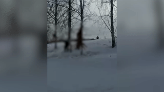 В Кузбассе живодёры убили собак и развесили их трупы по деревьям — видео