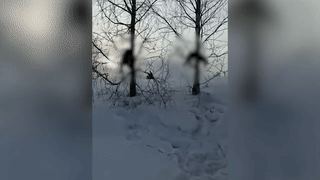 Власти объяснили, откуда взялись трупы развешенных по деревьям собак в Кузбассе