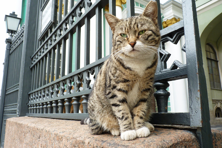 Один из котов Эрмитажа. Фото © Wikipedia / ewwl