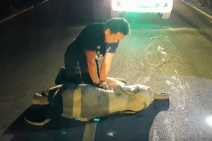 Спасатель бросился на помощь слонёнку, который попал в ДТП, и запустил его сердце заново — видео