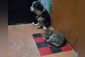В Дзержинске кошка и пёс два года жили под дверью прежних хозяев, пока их история не попала в Сеть