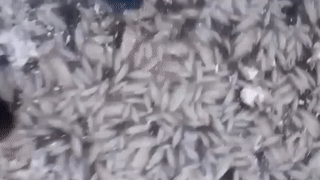 В Башкирии тысячи рыб вмёрзли в лёд озера — видео