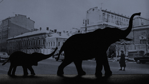 По улицам слоны бежали... А также лошади, барс и пингвины — хроника побегов из зоопарков Москвы