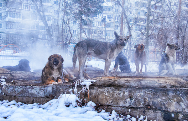 Собаки порода лента новостей