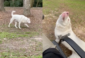 Хозяева засняли радость слепой и глухой собаки, когда она почувствовала их запах — вирусное видео