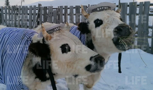 В Якутии провели конкурс красоты для крупного рогатого скота. Победили быки-близнецы