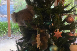 Семья вернулась домой и увидела необычное новогоднее украшение, которое пыталось съесть ёлку — видео