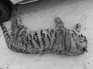 Краснокнижная амурская тигрица погибла под колёсами авто в Хабаровском крае
