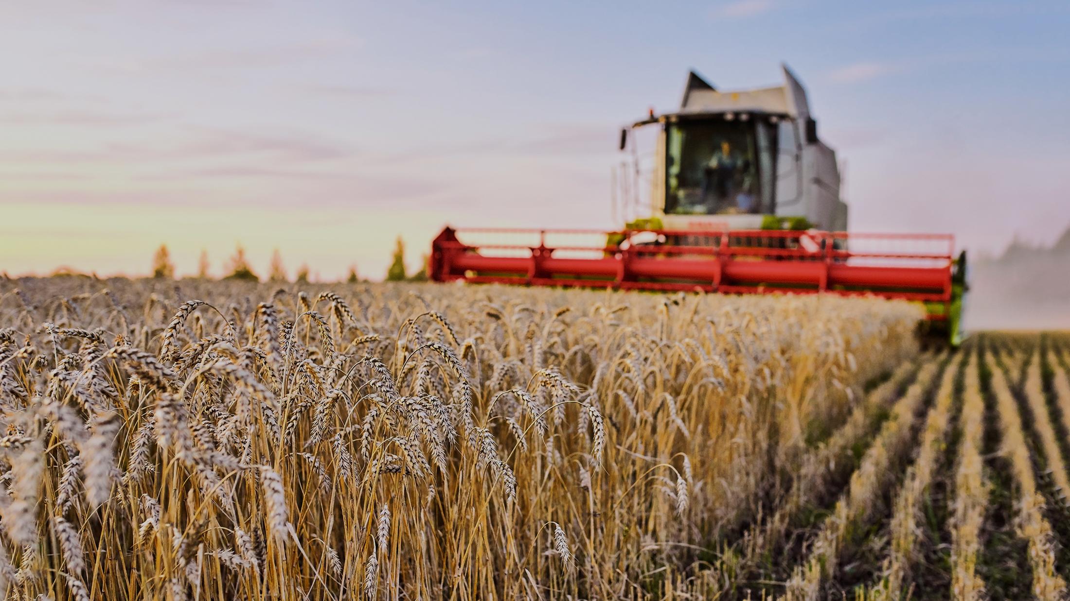 Какие страны выращивают больше пшеницы чем россия