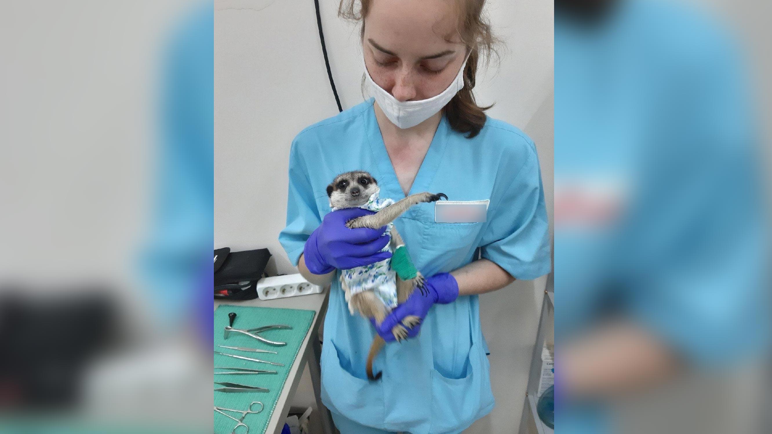 В Нижнем Новгороде ветеринары спасли жизнь беременной самки суриката