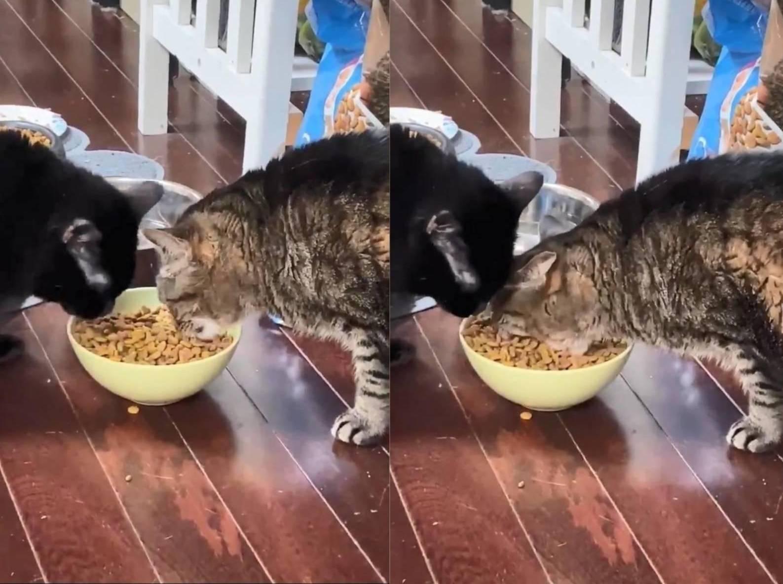 Жадные голодные. Жадная кошка. Кот жадно ест. Кошка жадничает. Голодный котик.