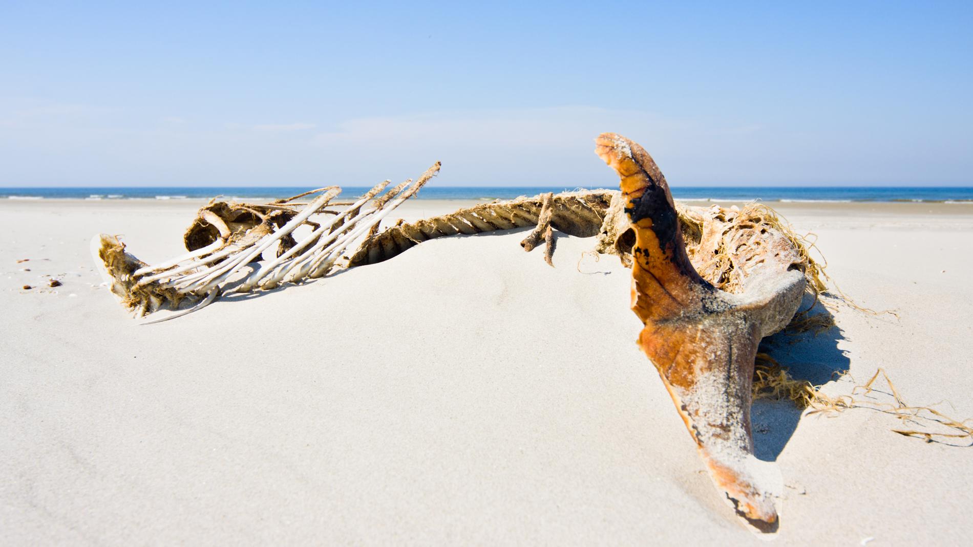 Фото © Shutterstock