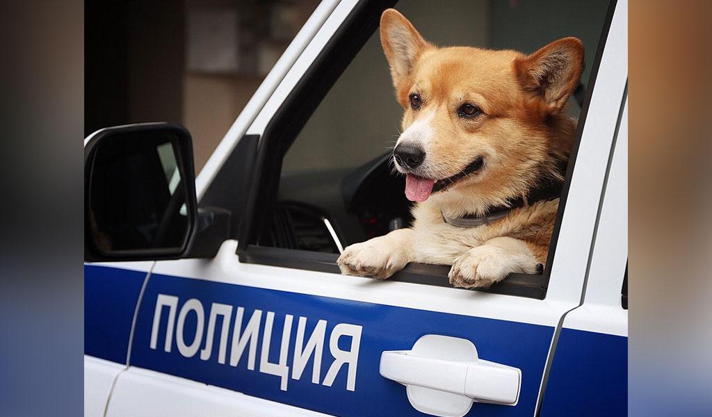 Пора на заслуженный отдых. Единственный корги-полицейский в России вышел на пенсию