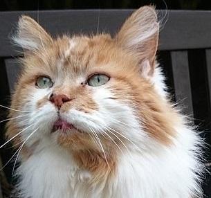 В Британии умер самый старый котик в мире