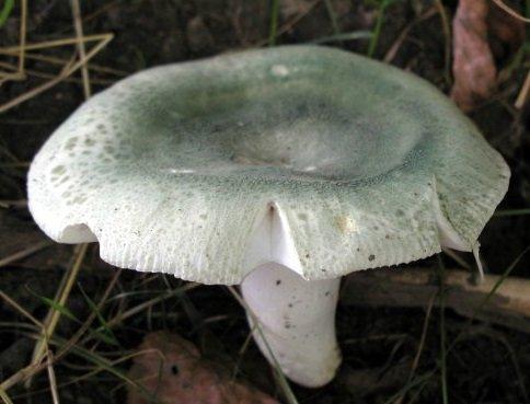 Сыроежка зелёная. Фото © Энциклопедия грибов