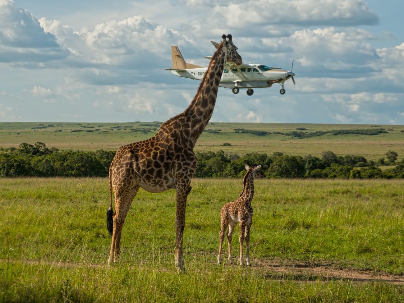 Фото © Graeme Guy / CWPA / Barcroft Images
