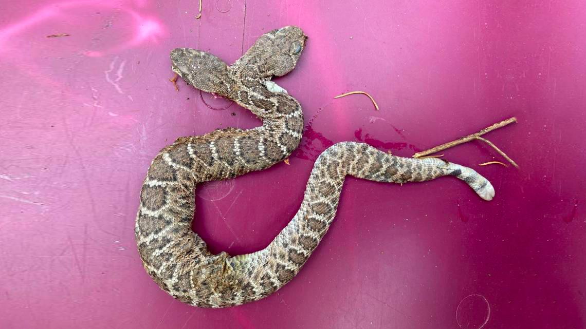 Огромная двухголовая змея поразила змеелова в Аризоне