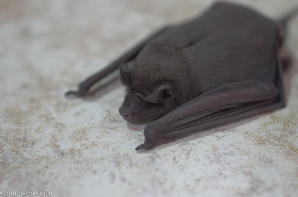 Бархатный складчатогуб Molossus molossus. Фото © Flickr / guilherme jofili