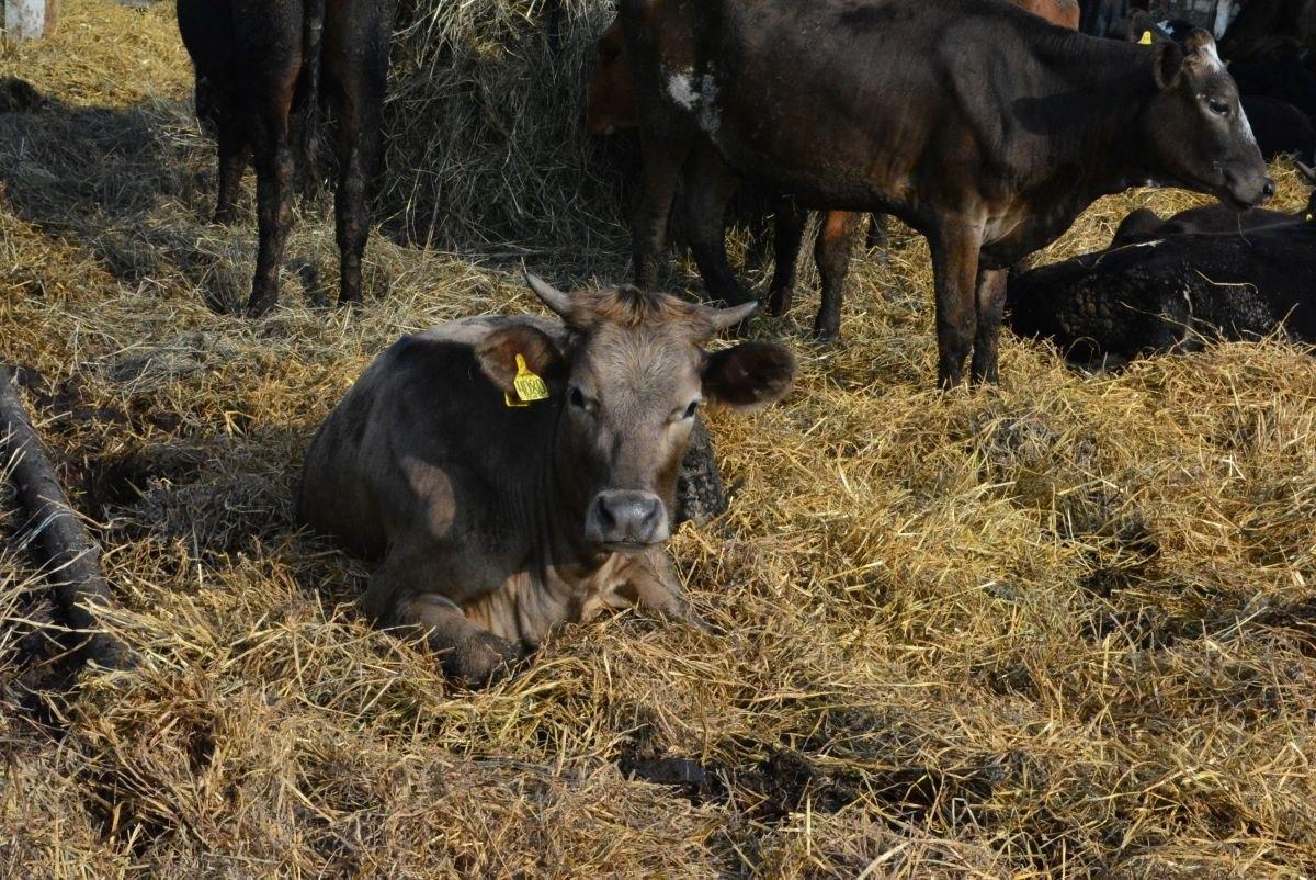 Фото предоставлено Лайфу пресс-службой губернатора Костромской области