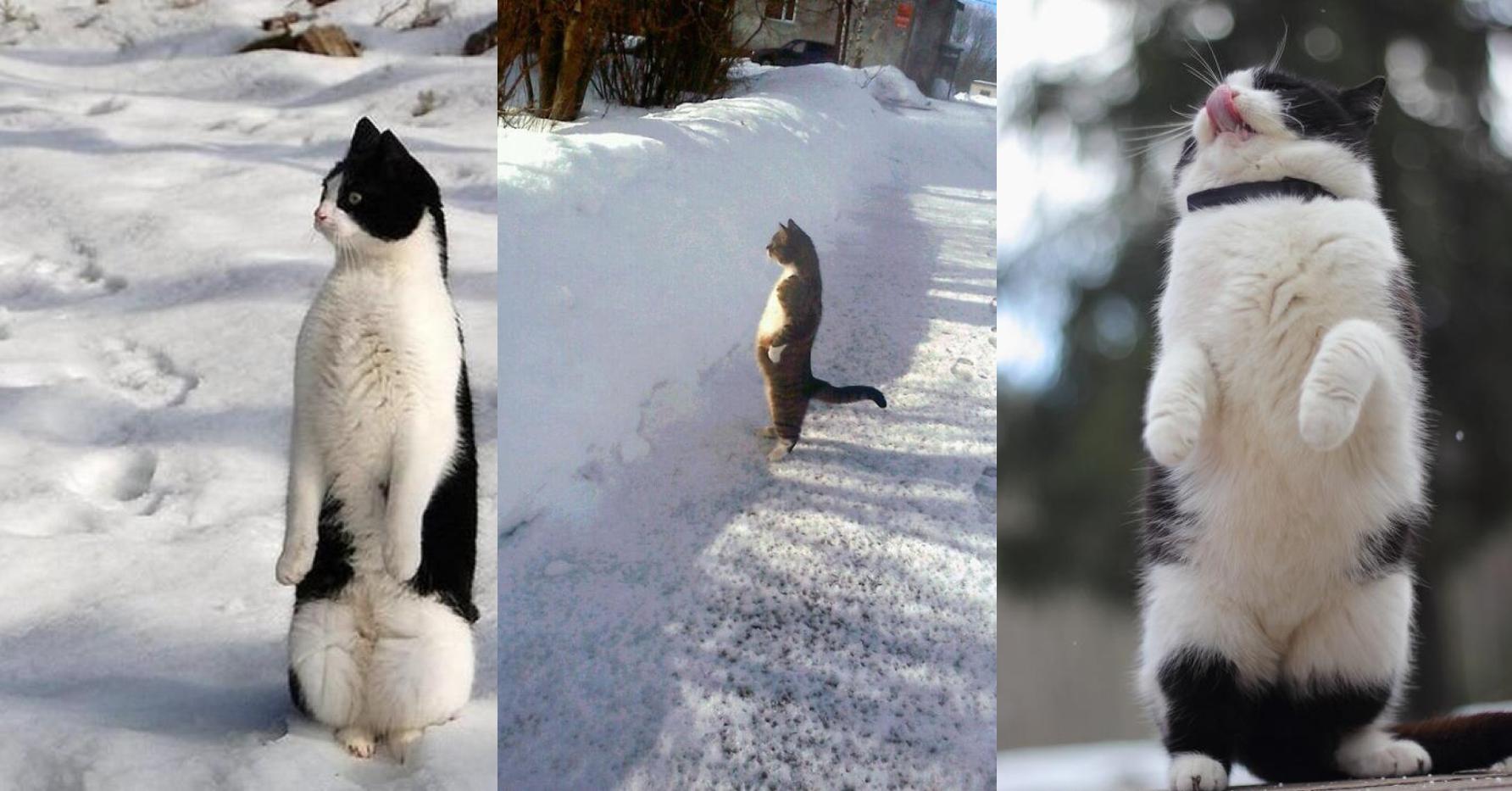 Мем Кот Стоит