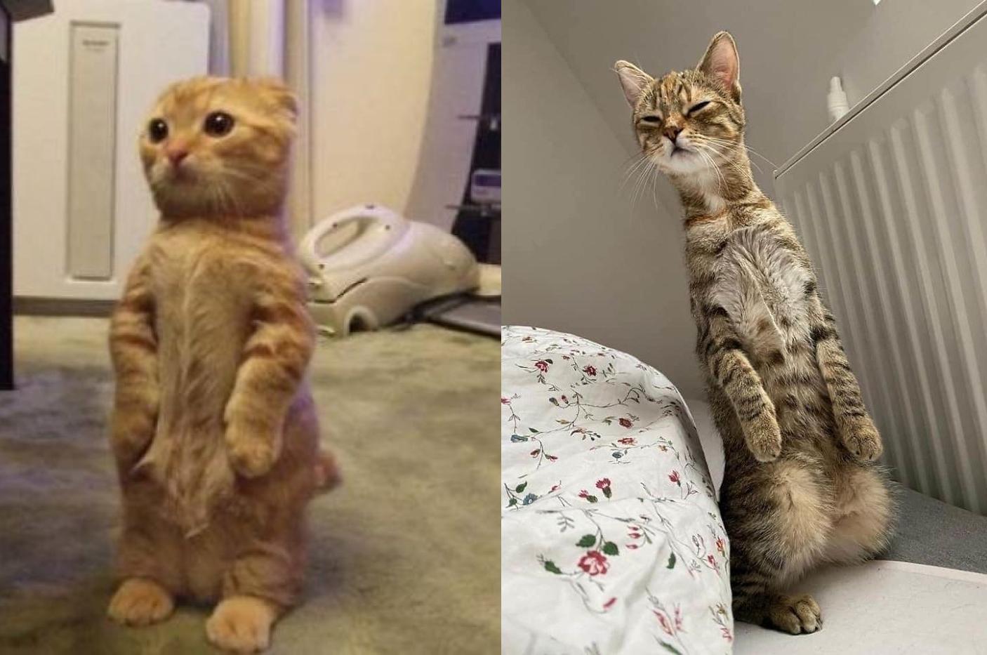 Мем Кот Стоит