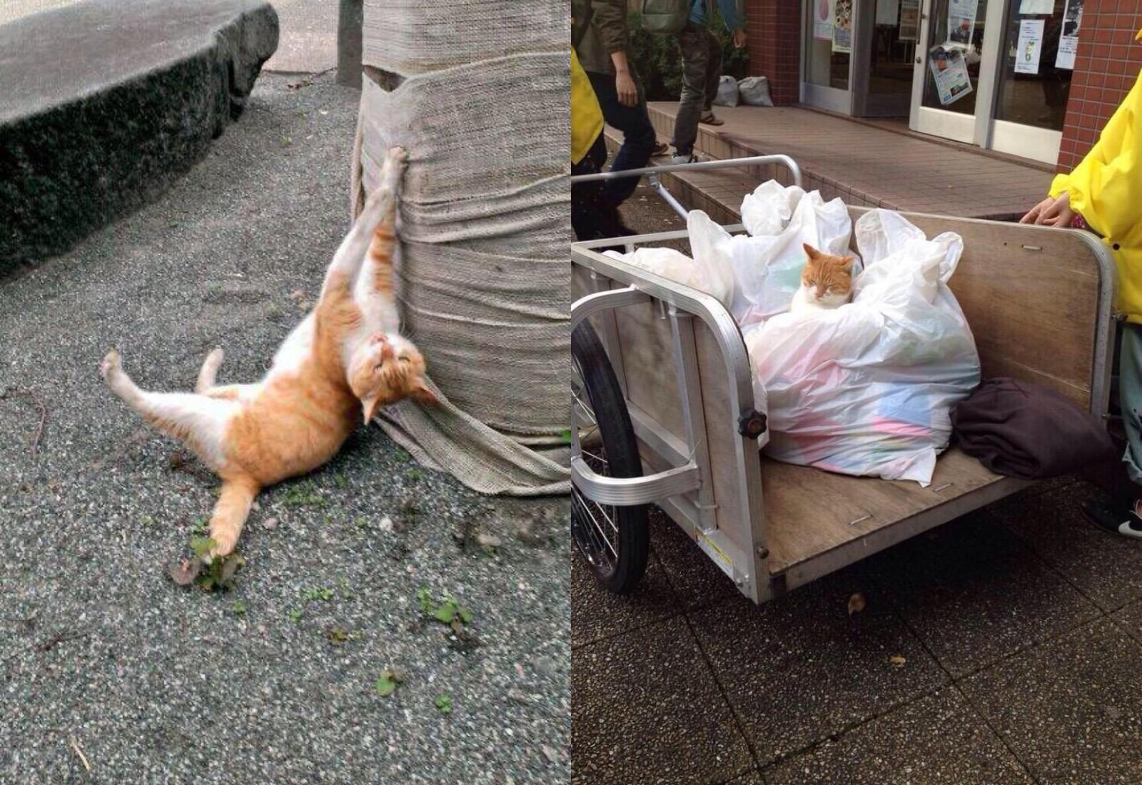 Фото © Twitter / _nao_michi_