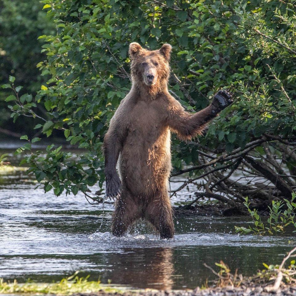 Фото © Comedywildlifephoto