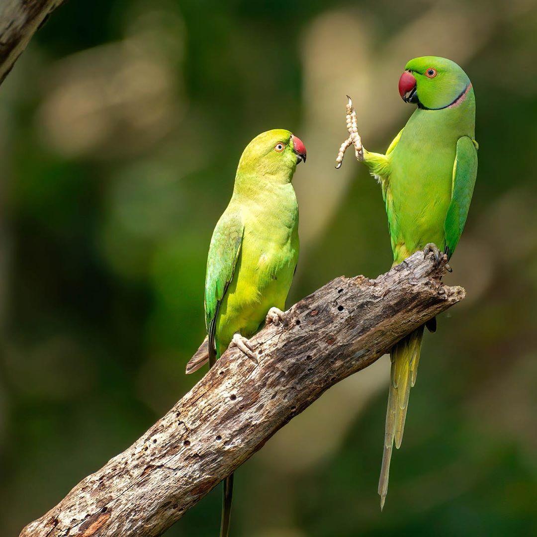 Фото © Comedywildlifephoto