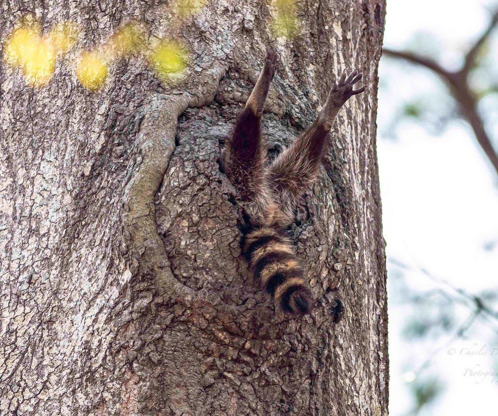 Фото © Comedywildlifephoto