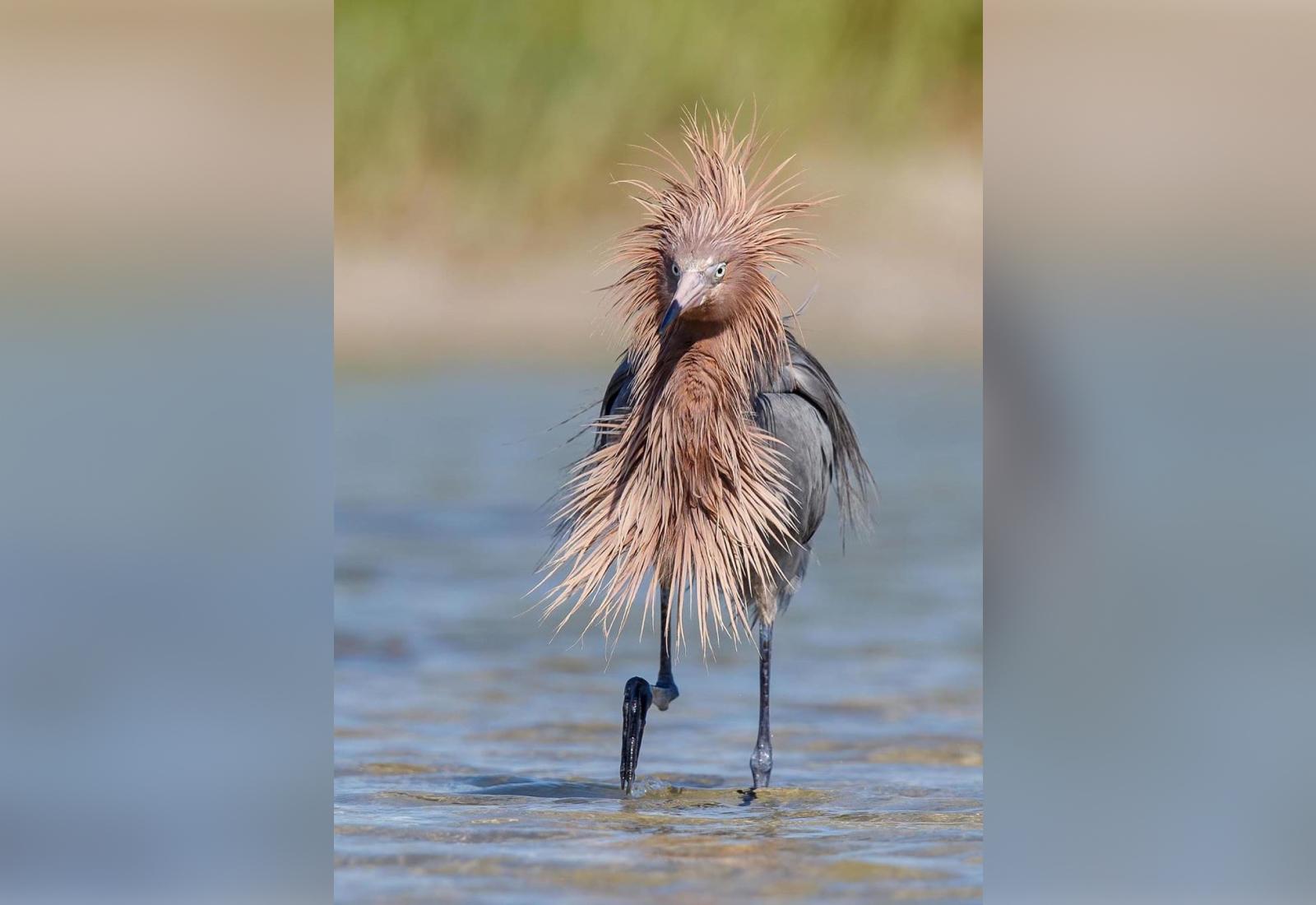 Фото © Comedywildlifephoto