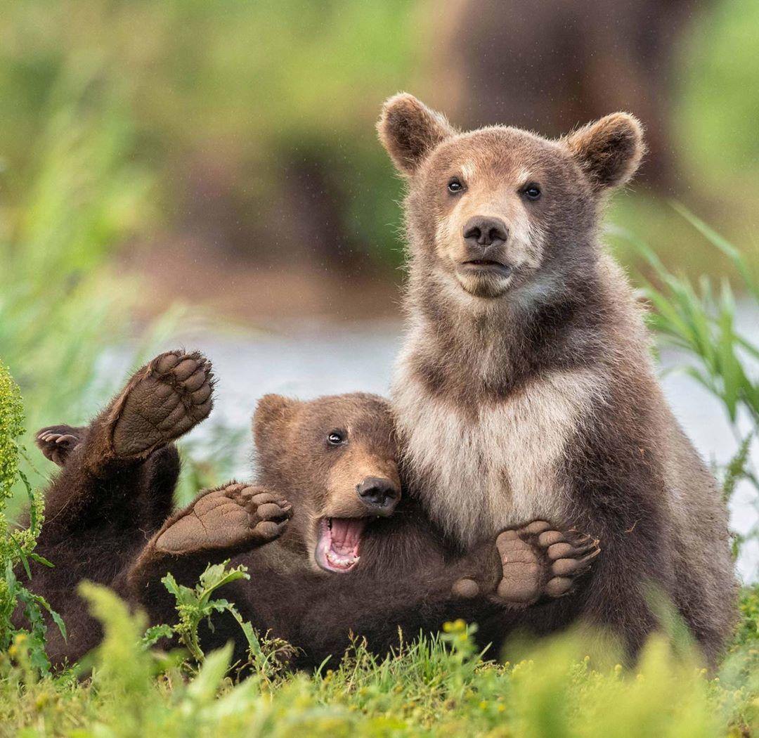 Фото © Comedywildlifephoto