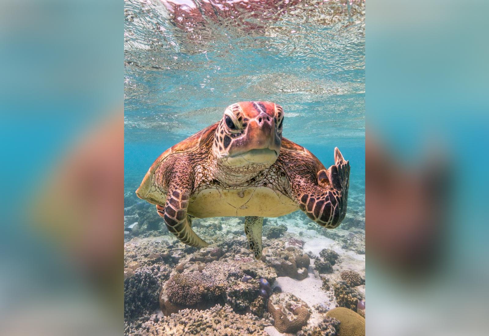 Фото © Comedywildlifephoto