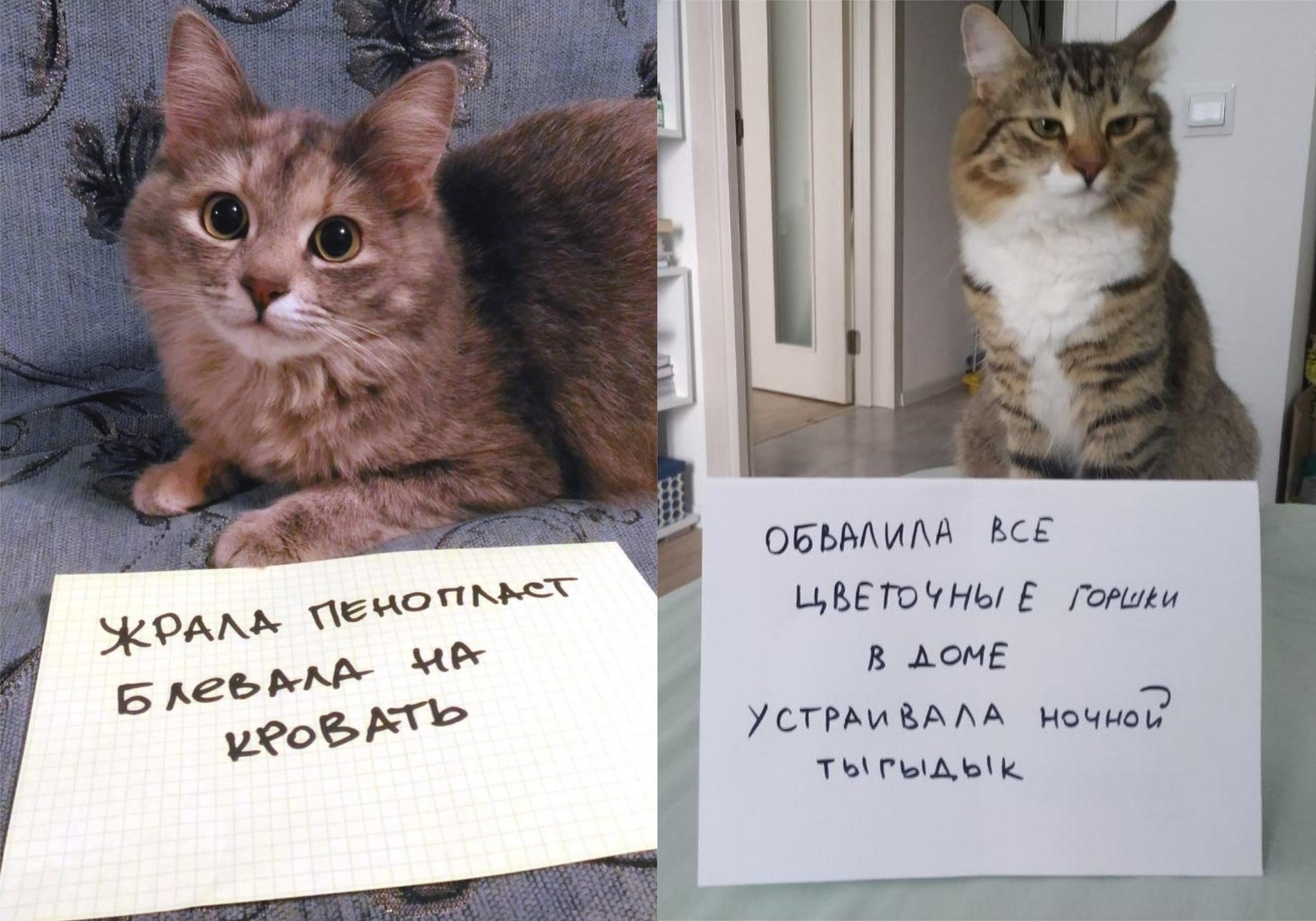 Фото © Twitter / Milky и Halisa