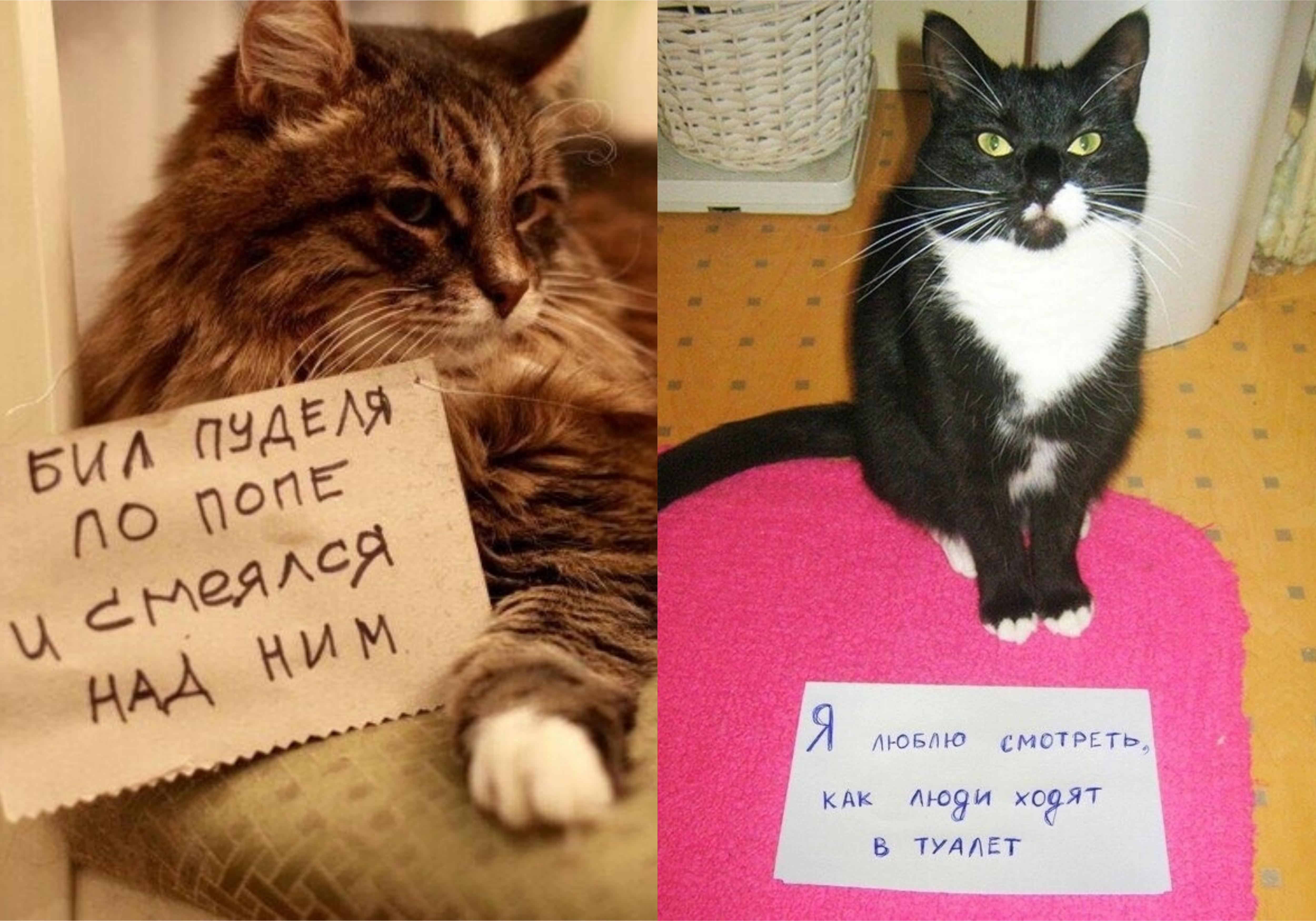 Фото © Twitter / Milky