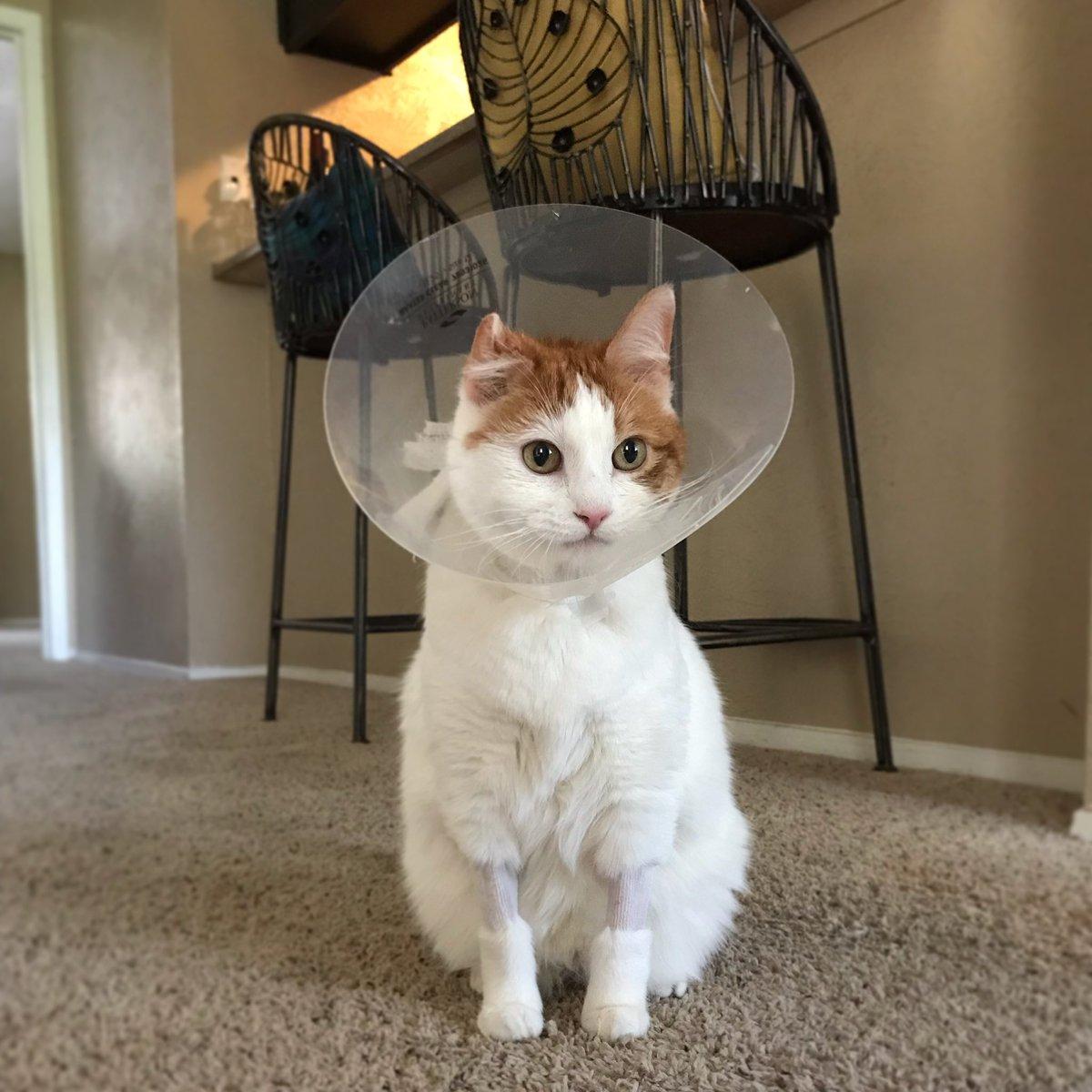 Фото © Twitter / ChubbyCzechers