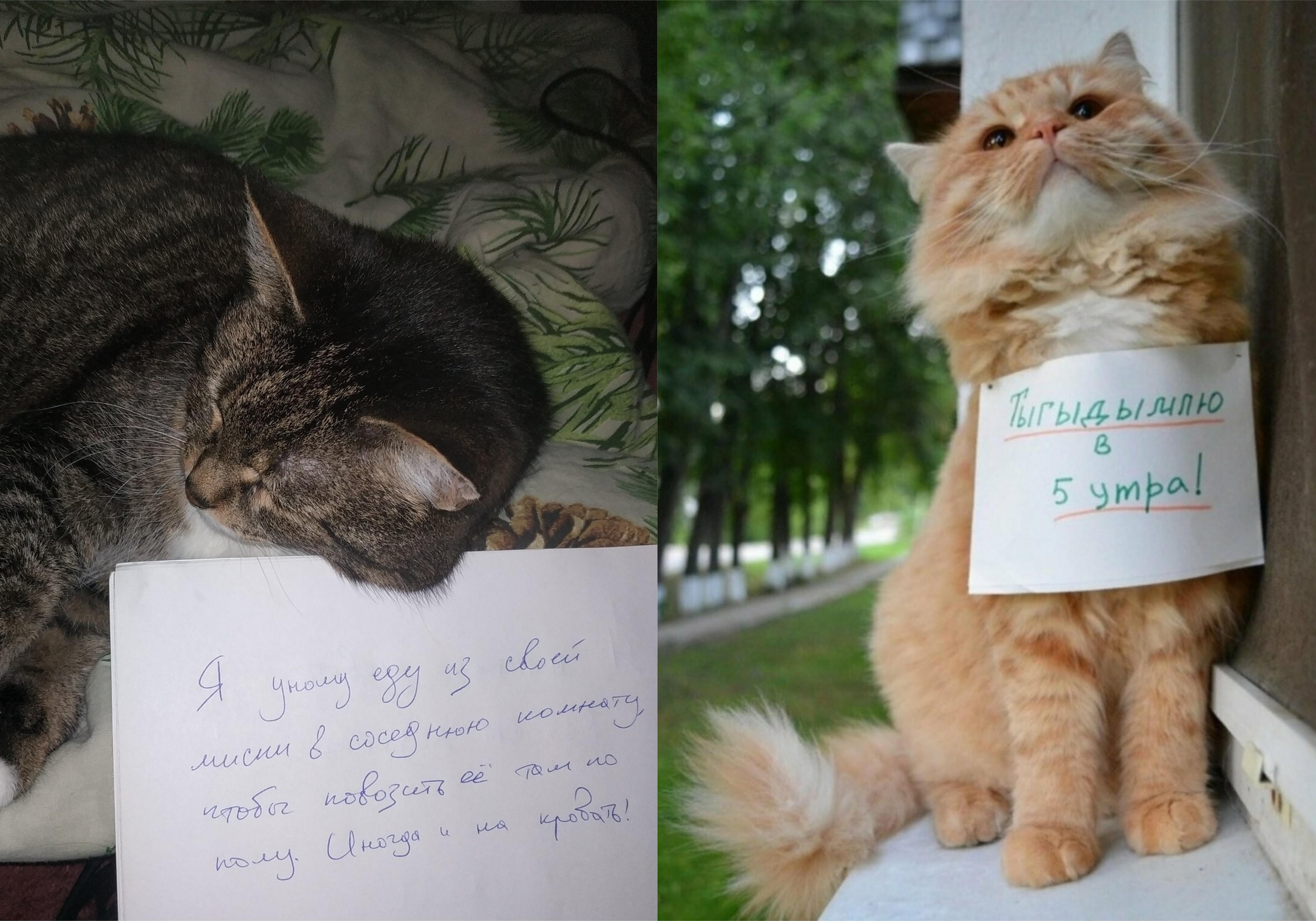 Фото © Twitter / Milky