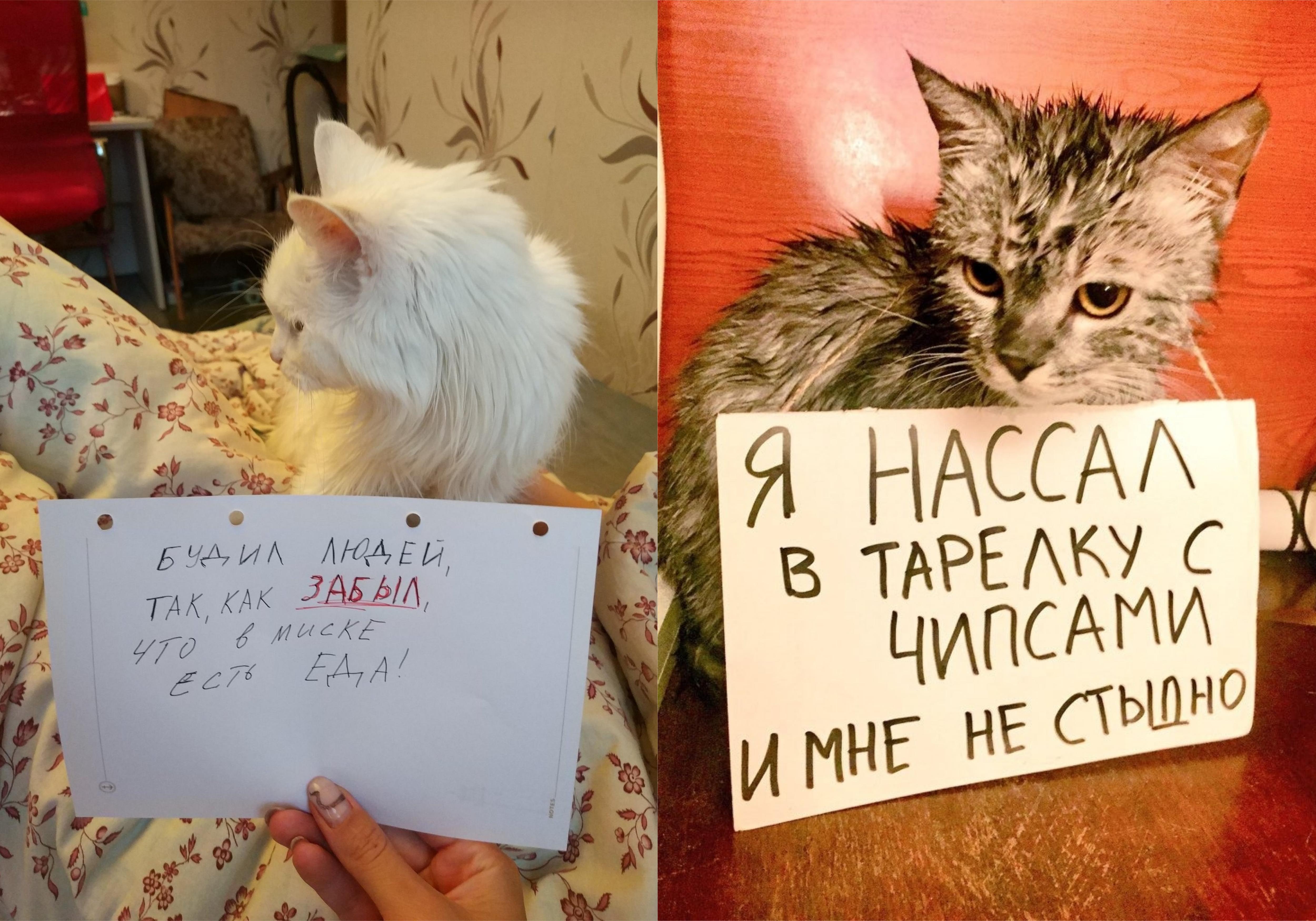 Фото © Twitter / Milky