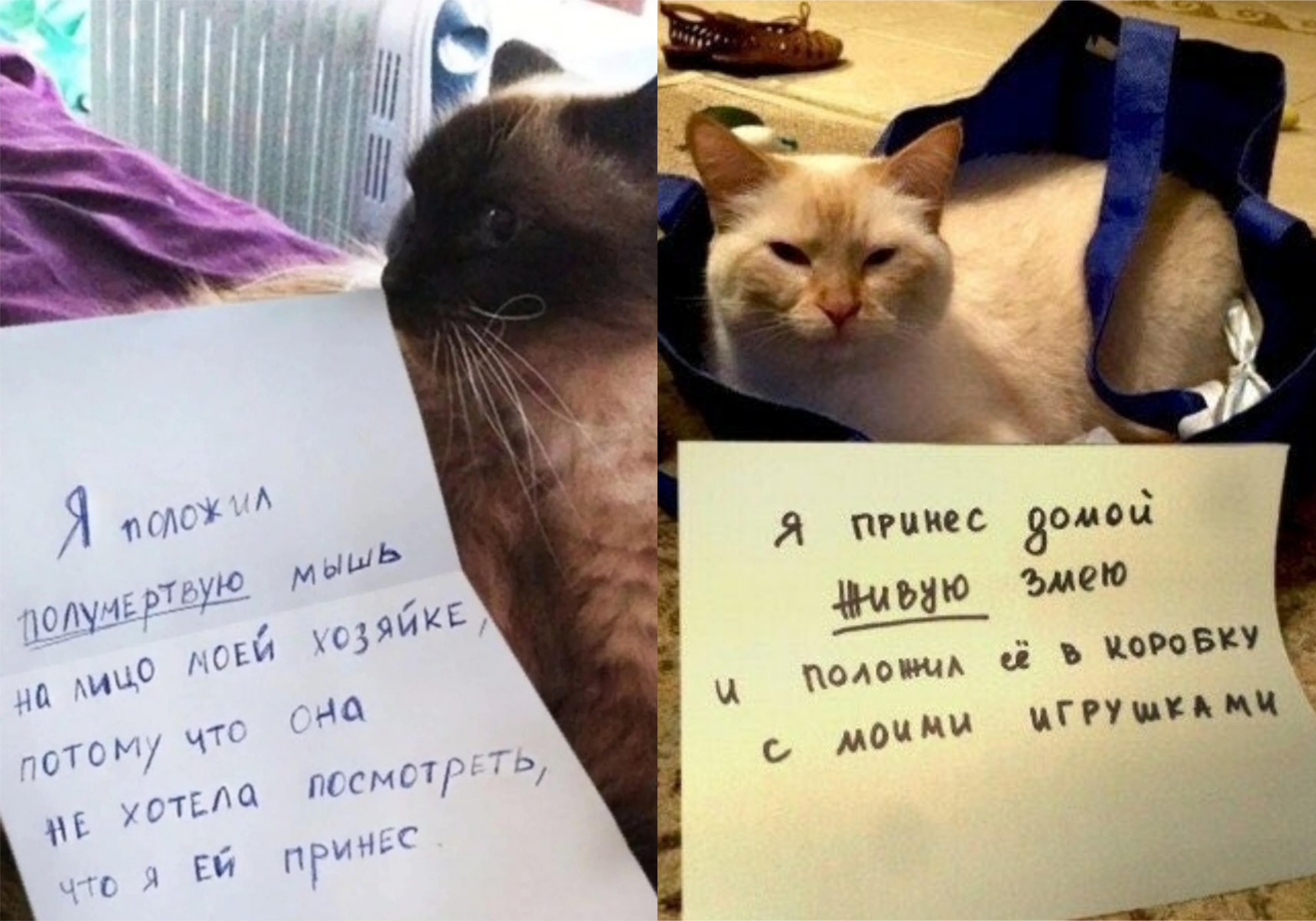 Фото © Twitter / Milky