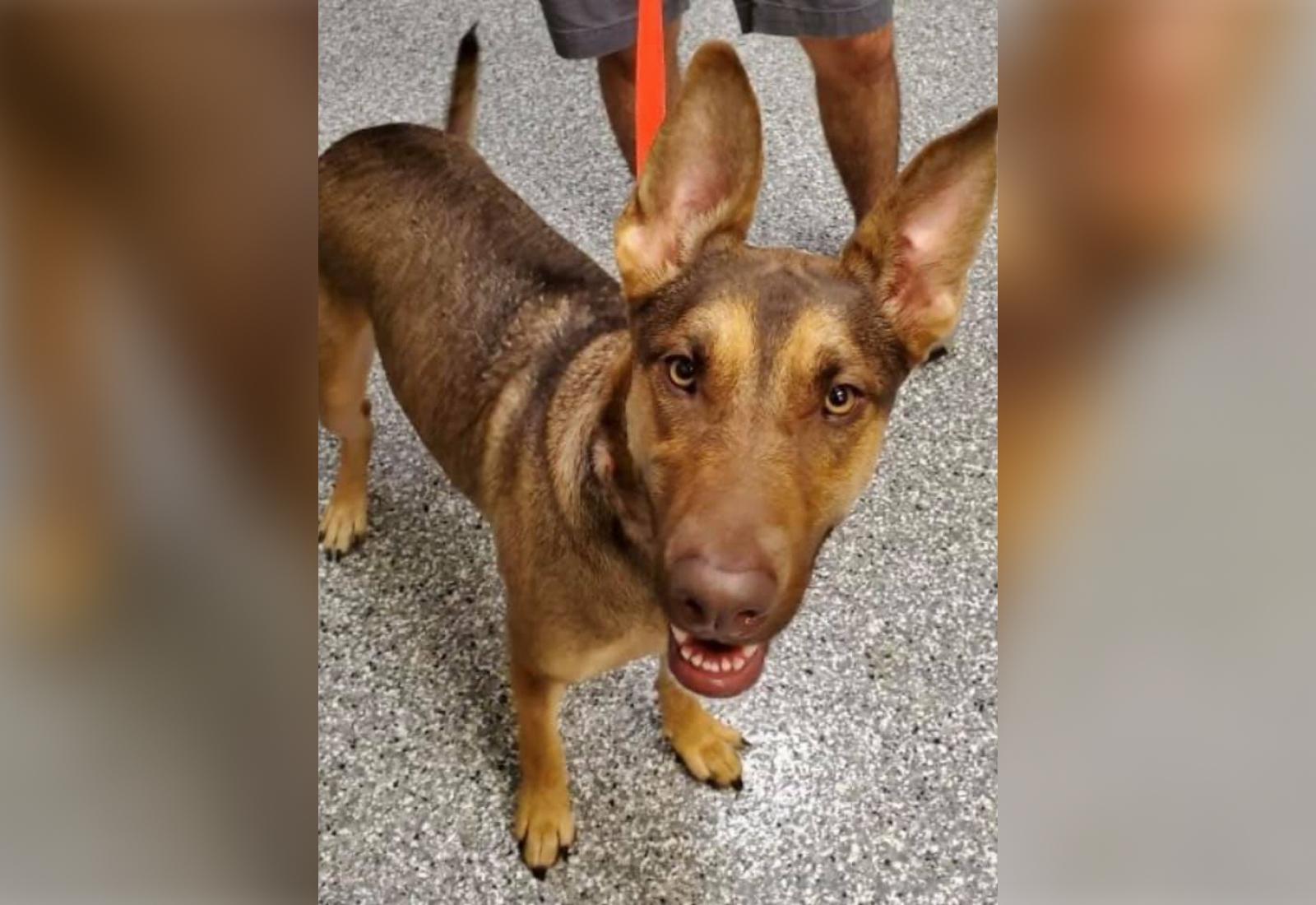 Фото © Facebook / Hendricks County Animal Shelter