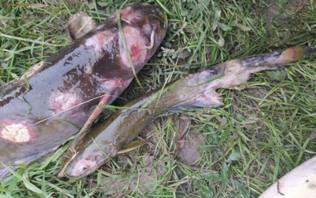 Жители Амурской области в ужасе от выловленной рыбы с язвами и коростами