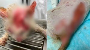 Охранник обварил в кипятке беременную кошку за то, что она украла его колбасу
