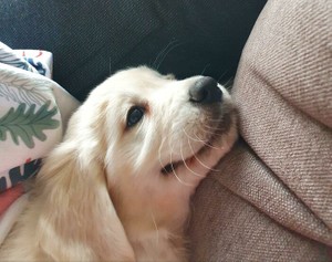 15 спасённых питомцев, одного взгляда которых достаточно, чтобы понять, насколько они благодарны