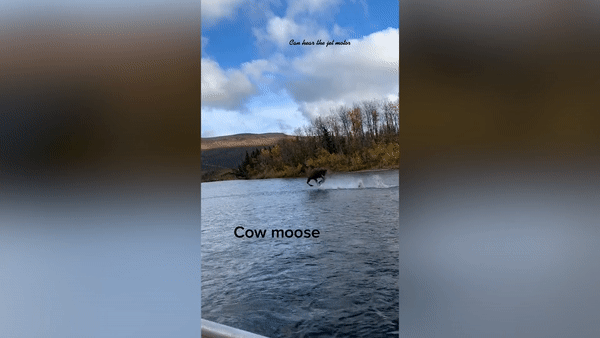 Туристы не поверили глазам, когда рядом с их лодкой лось пробежал прямо по воде — видео